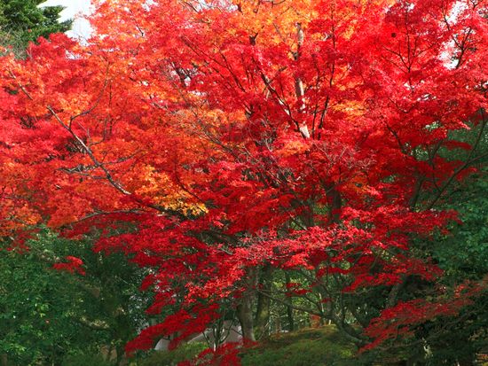Japan_Kyoto_Reikan_ji_pixta_24723255