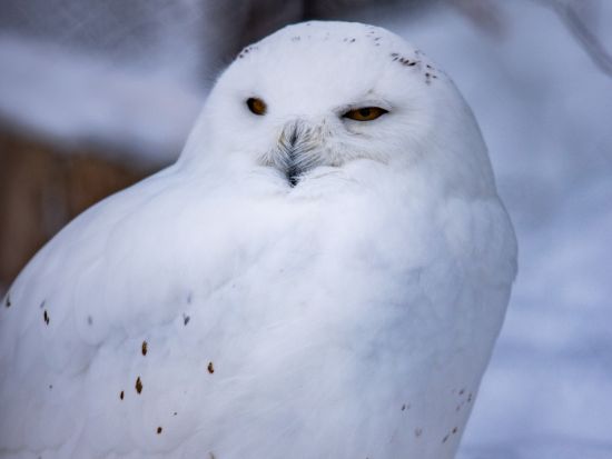 札幌発 旭山動物園 日帰りバスツアー＜1名から催行／旭山動物園にて自由昼食／札幌駅発着＞by 北海道中央バス