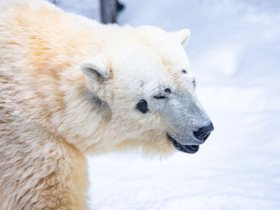 札幌発 旭山動物園 日帰りバスツアー＜1名から催行／旭山動物園にて自由昼食／札幌駅発着＞by 北海道中央バス