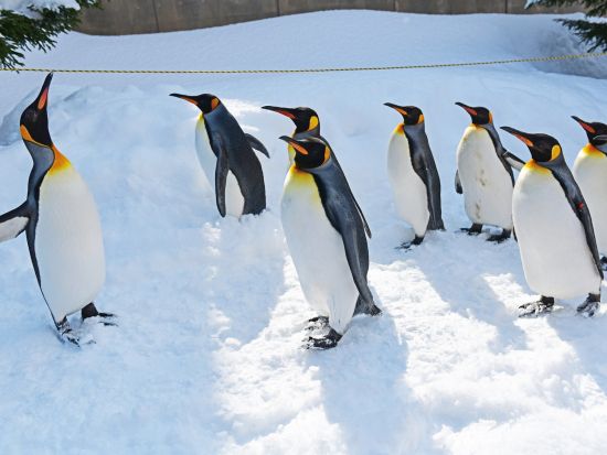 札幌発 旭山動物園 日帰りバスツアー＜1名から催行／旭山動物園にて自由昼食／札幌駅発着＞by 北海道中央バス