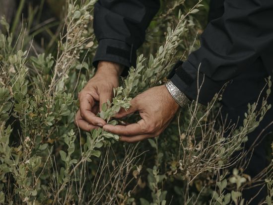 Koomal Bushfoods Saltbush