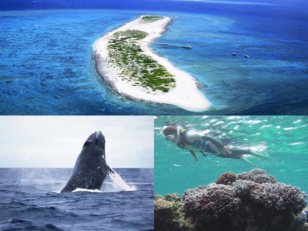 ナガンヌ島ツアー（ホエール時期）半日無人島滞在＋慶良間沖クジラ観察を組み合わせて楽しむ＜12〜3月／那覇発／船で20分＞
