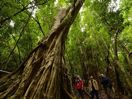 父島 ハートロックトレッキングツアー 世界遺産小笠原で絶景を目指して1日トレッキング！＜小笠原諸島・父島＞
