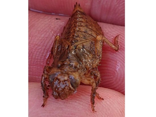 森、水辺の生き物を探すツアー！ カブトムシクワガタの幼虫やオニヤンマのヤゴを探しにでかけよう＜午前／午後／調布市＞