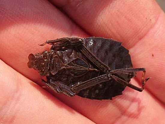 コオニヤンマヤゴ