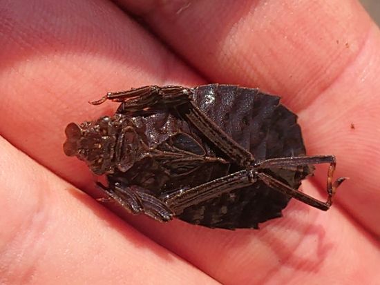 森、水辺の生き物を探すツアー！ カブトムシクワガタの幼虫やオニヤンマのヤゴを探しにでかけよう＜午前／午後／調布市＞