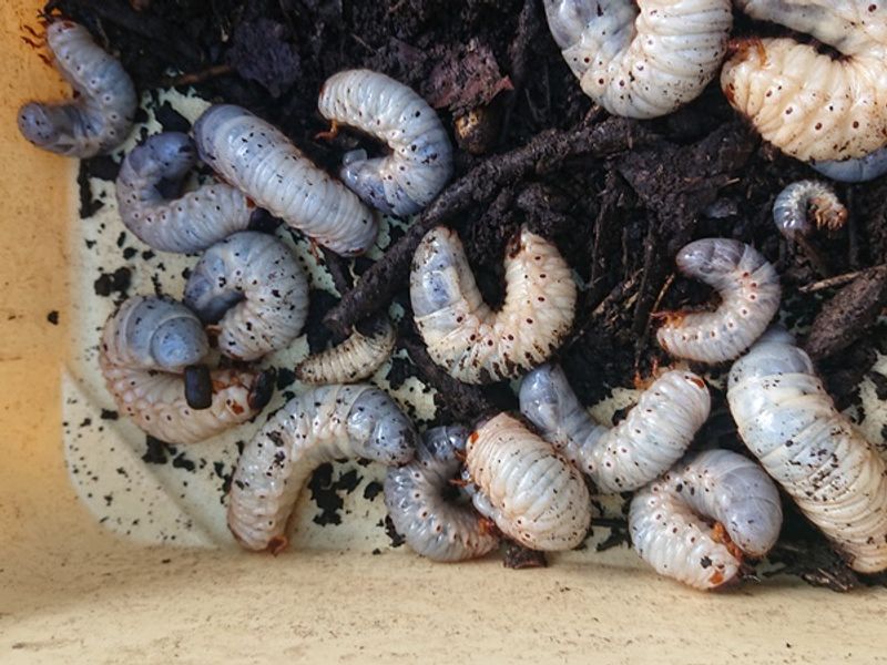 カブトムシ の幼虫