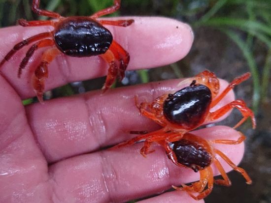 生き物採集体験ツアー 湧水探検！神奈川の複数のポイントにて生き物採集体験＜午前／午後／調布市＞