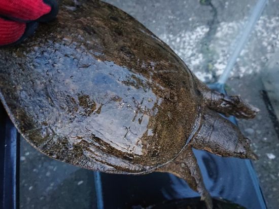 生き物採集体験ツアー 湧水探検！神奈川の複数のポイントにて生き物採集体験＜午前／午後／調布市＞