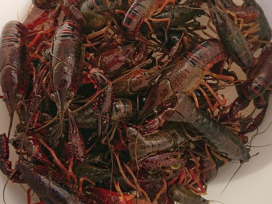 アメリカザリガニ