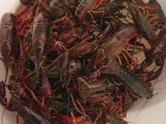 生き物採集体験ツアー 湧水探検！神奈川の複数のポイントにて生き物採集体験＜午前／午後／調布市＞