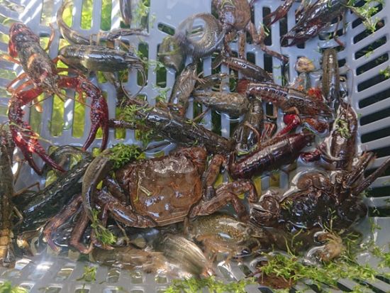 生き物採集体験ツアー 湧水探検！神奈川の複数のポイントにて生き物採集体験＜午前／午後／調布市＞