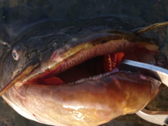 ルアーフィッシング体験！  ワームと餌釣り両方の体験OKで幼児、小学生、大人まで参加可能＜朝／東京・多摩川＞