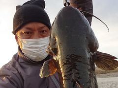 大型のナマズ
