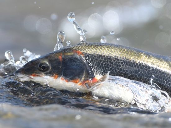 ルアーフィッシング体験！  ワームと餌釣り両方の体験OKで幼児、小学生、大人まで参加可能＜朝／東京・多摩川＞