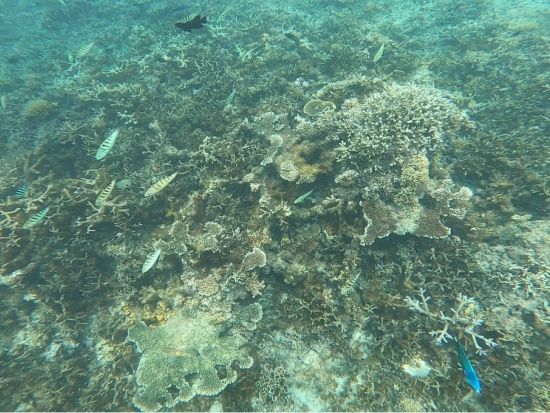 ムンガルム島　シュノーケリングツアー ＜昼食付き／日本語ガイド／コタキナバル発＞