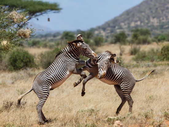 【ナイロビ発着 2泊3日】サバンナの動物に出会う！サンブル野生動物保護地区3日間＜混載or貸切／日本語オプション／市内ホテルor空港送迎＞
