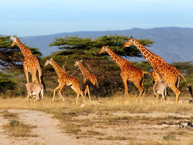 Kenya_Samburu National Reserve_giraffe_shutterstock_198462035