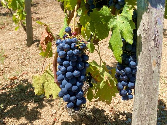 Julie_northern rhone 6