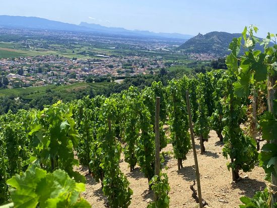 Julie_northern rhone 7