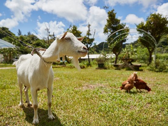 自社農場サンシャインファーム
