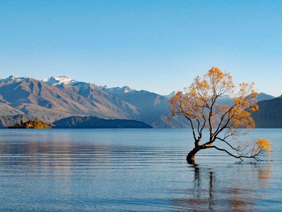 【12～1月限定】セントラルオタゴ日帰りツアー！ベテランガイドと巡るサクランボ狩り＆ワナカのラベンダー園＜日本語ドライバーガイド／クイーンズタウン市内発着＞