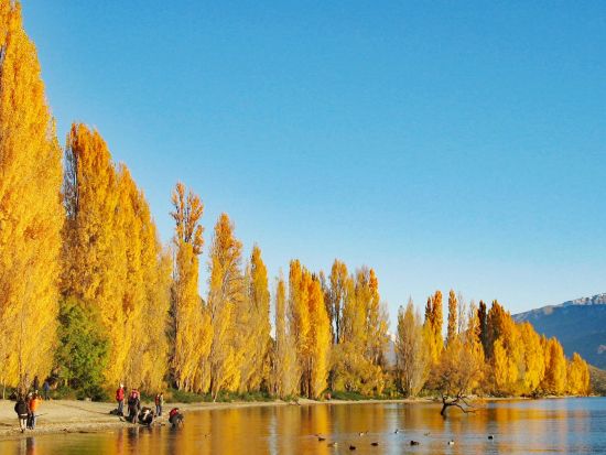 【4～5月限定】セントラルオタゴ日帰りツアー！ベテランガイドと巡る黄金色に輝く秋の黄葉＆味覚探しの旅＜日本語ドライバーガイド／クイーンズタウン市内発着＞