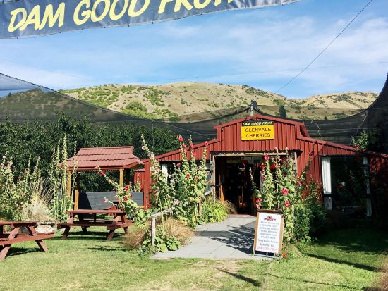 【12～1月限定】セントラルオタゴ日帰りツアー！ベテランガイドと巡るサクランボ狩り＆ワナカのラベンダー園＜日本語ドライバーガイド／クイーンズタウン市内発着＞