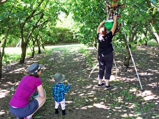 【12～1月限定】セントラルオタゴ日帰りツアー！ベテランガイドと巡るサクランボ狩り＆ワナカのラベンダー園＜日本語ドライバーガイド／クイーンズタウン市内発着＞