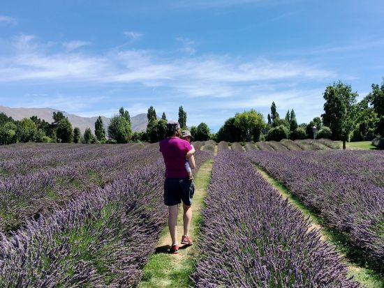 【12～1月限定】セントラルオタゴ日帰りツアー！ベテランガイドと巡るサクランボ狩り＆ワナカのラベンダー園＜日本語ドライバーガイド／クイーンズタウン市内発着＞