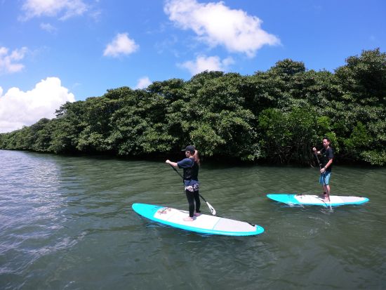 貸切マングローブSUP マイナスイオンたっぷりのマングローブ林へ！穏やかな環境で初心者の方にもオススメ SUPで冒険に出かけよう＜約3時間／送迎あり／石垣島＞