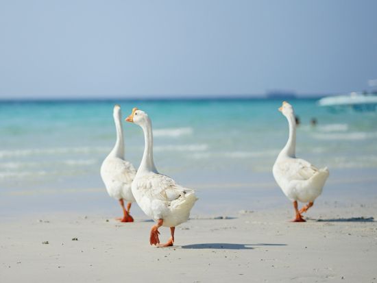 ラン島ツアー　透明度が高い海が人気の島でマリンアクティビティーやガチョウの餌やり体験を楽しむ ＜英語ガイド／ドローン撮影写真付＞