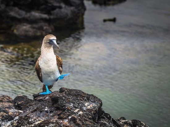 Blue Footed Booby 2 (Booby Dance)