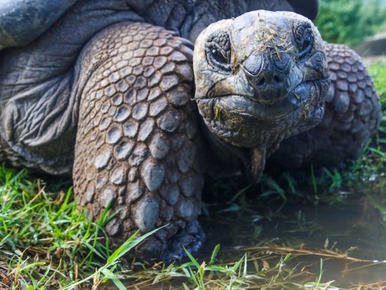 closeup-photo-of-galapagos-tortoise-1201431