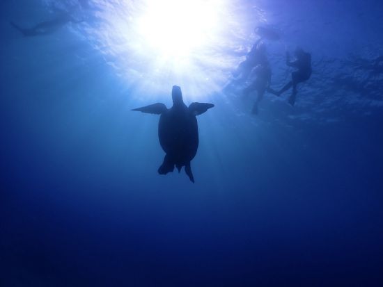 ウミガメシュノーケリング・クルーズ　ワイキキ沖　最大4名様までの少人数制！＜水中写真付き／日本語インストラクター／ケワロ湾発＞