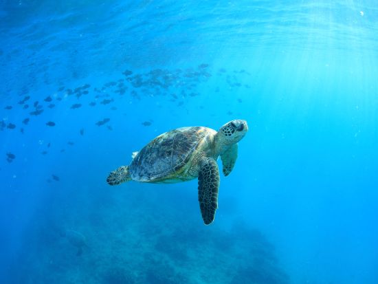 ウミガメシュノーケリング・クルーズ　ワイキキ沖　最大4名様までの少人数制！＜水中写真付き／日本語インストラクター／ケワロ湾発＞