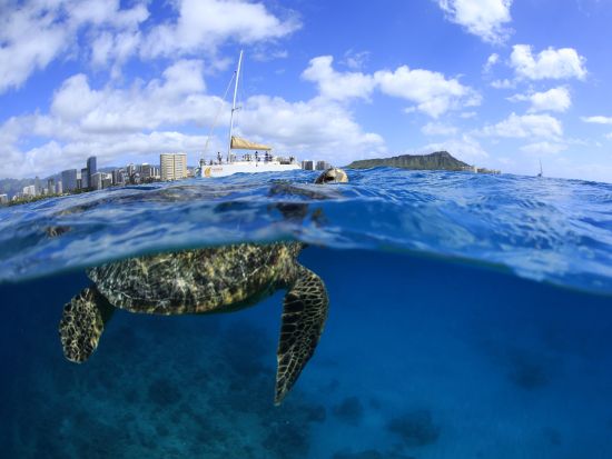 ウミガメシュノーケリング・クルーズ　ワイキキ沖　最大4名様までの少人数制！＜水中写真付き／日本語インストラクター／ケワロ湾発＞
