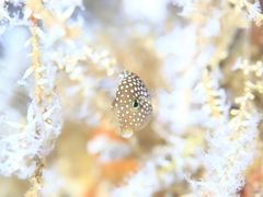 Fundiving6