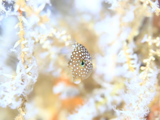 ファンダイビング　ワイキキ沖沈船ポイント＆浅瀬リーフでウミガメやハワイ固有種を観察！リフレッシュコースも＜ボート／2ダイブ＞byホロホロ・オーシャン・ダイバーズ