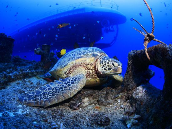 ファンダイビング　ワイキキ沖沈船ポイント＆浅瀬リーフでウミガメやハワイ固有種を観察！リフレッシュコースも＜ボート／2ダイブ＞byホロホロ・オーシャン・ダイバーズ