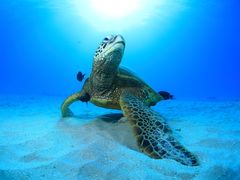 Fundiving3