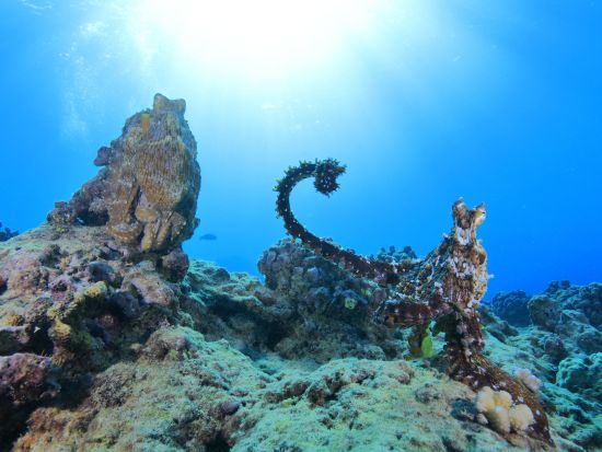 ファンダイビング　ワイキキ沖沈船ポイント＆浅瀬リーフでウミガメやハワイ固有種を観察！リフレッシュコースも＜ボート／2ダイブ＞byホロホロ・オーシャン・ダイバーズ
