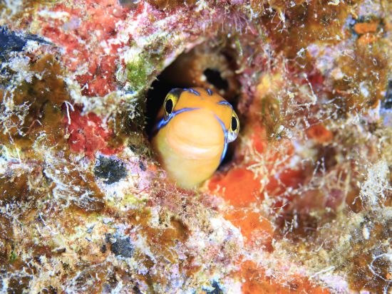 ファンダイビング　ワイキキ沖沈船ポイント＆浅瀬リーフでウミガメやハワイ固有種を観察！リフレッシュコースも＜ボート／2ダイブ＞byホロホロ・オーシャン・ダイバーズ