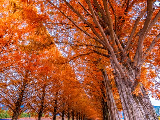 メタセコイア並木