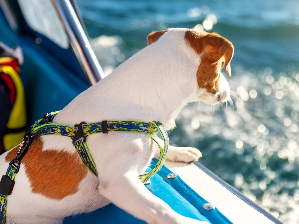 愛犬連れOK】瀬戸内海プライベートクルーズ 牛窓諸島 多島美を堪能する