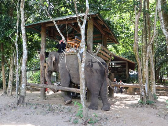 【クラビ発】エレファントトレッキングツアー　大自然の中で象と一緒にサファリ体験を楽しむ ＜英語または日本語ガイド／貸切プランあり＞