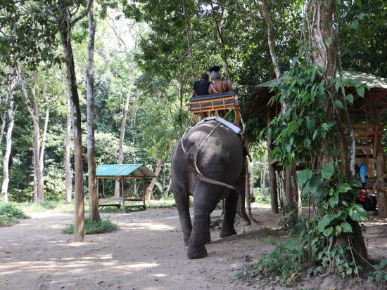 【クラビ発】エレファントトレッキングツアー　大自然の中で象と一緒にサファリ体験を楽しむ ＜英語または日本語ガイド／貸切プランあり＞