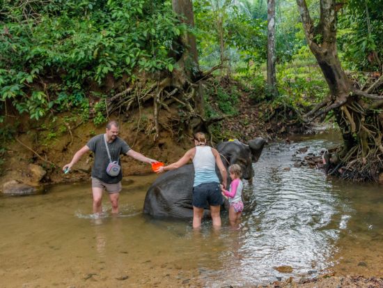 【クラビ発】エレファントトレッキングツアー　大自然の中で象と一緒にサファリ体験を楽しむ ＜英語または日本語ガイド／貸切プランあり＞