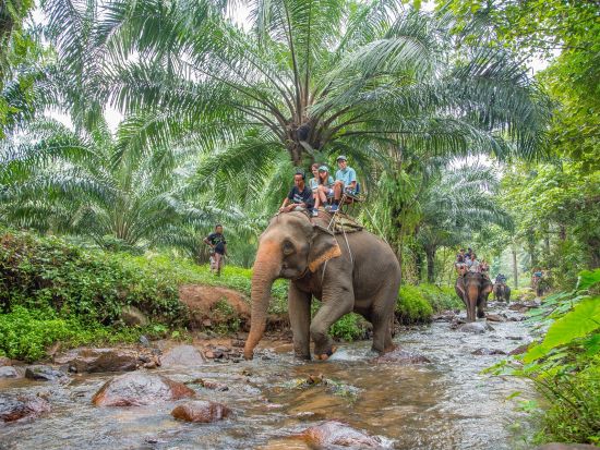 【クラビ発】エレファントトレッキングツアー　大自然の中で象と一緒にサファリ体験を楽しむ ＜英語または日本語ガイド／貸切プランあり＞