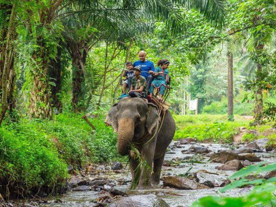 【クラビ発】エレファントトレッキングツアー　大自然の中で象と一緒にサファリ体験を楽しむ ＜英語または日本語ガイド／貸切プランあり＞
